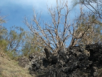 anobello-04032012 111